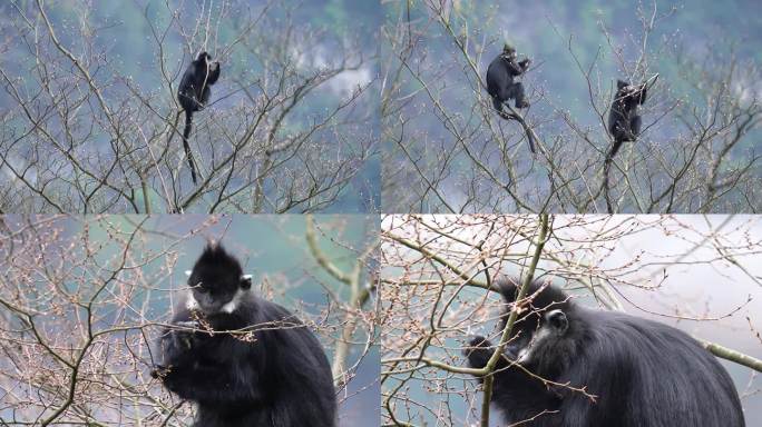 一级野生动物 黑叶猴