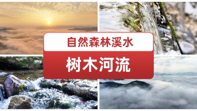 自然森林溪水树木树叶河流 生态自然