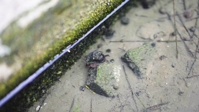 水沟里的福寿螺