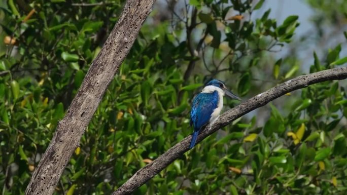 从背部看，它面朝右边，然后迅速转过头。泰国，有领翠鸟Todiramphus chloris