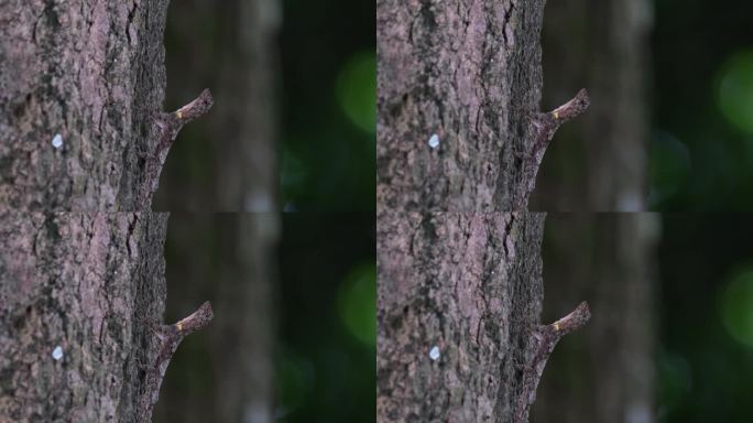 泰国斑点飞龙，在森林里伸出身体在树皮上寻找昆虫