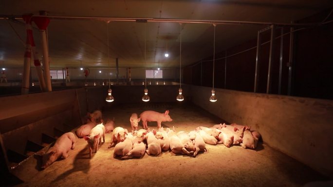 产业畜牧业养殖业猪饲养小猪饲养 养猪场