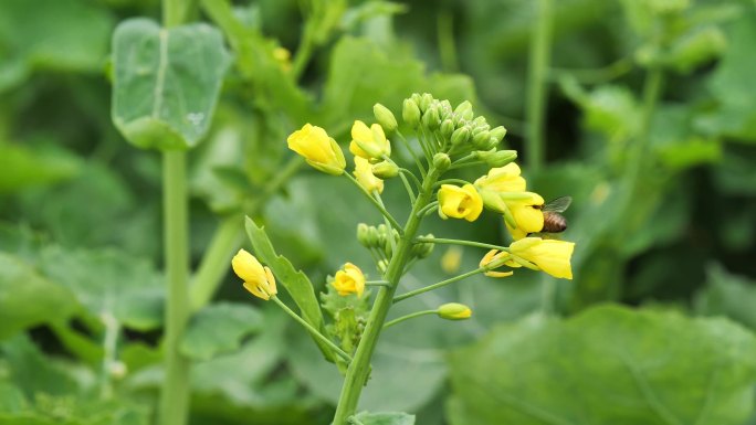 蜜蜂采蜜特写镜头 已慢放50%速度