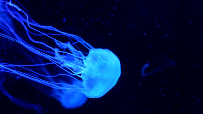 海底世界各色水母游动