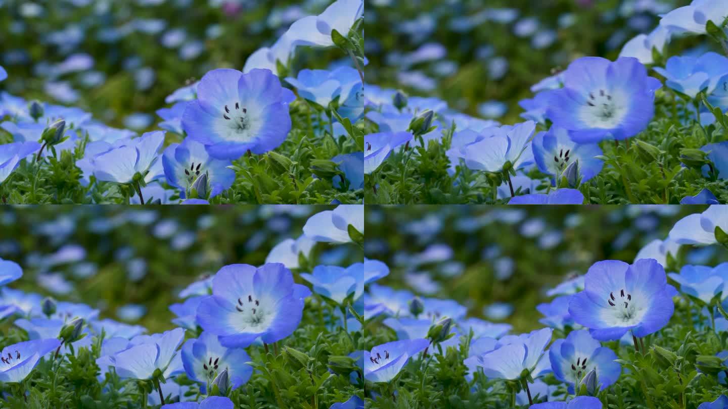 平移4K视频的小蓝色花“Nemophila”。