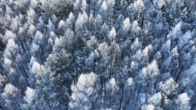 俯拍雪松松林树冠