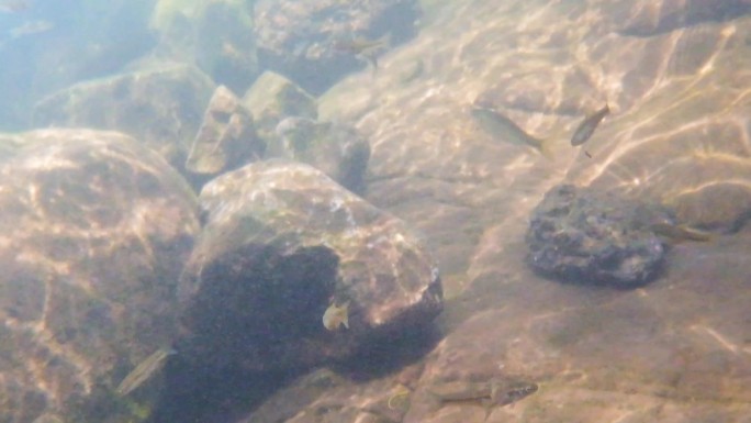 河边小溪河底海底水下世界流水岩石光影升格