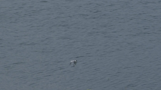湖面上正在自由飞翔的鸟儿 慢镜头拍摄