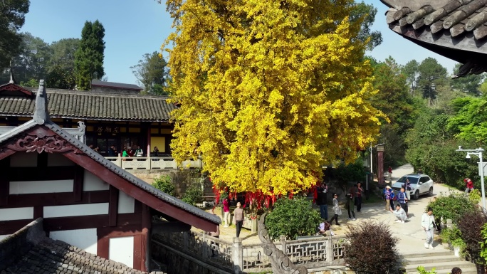 重庆天心寺银杏航拍