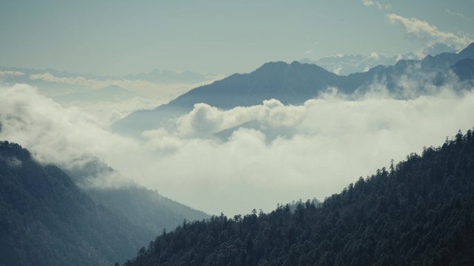 康养 森林 云海 自然 远山 云卷云舒