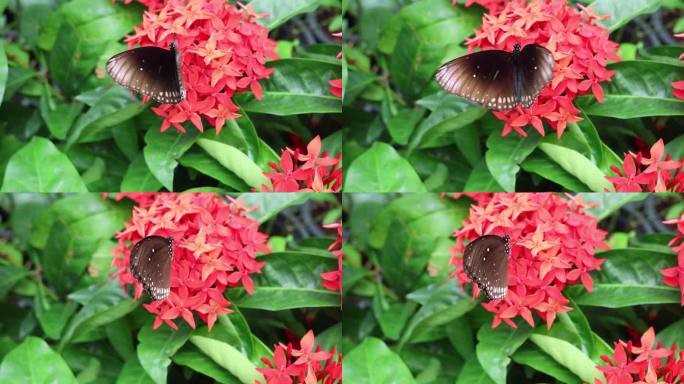 蝴蝶在红花间飞舞