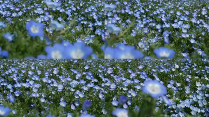 4K慢动作视频拍摄时，移动通过“Nemophila”领域。