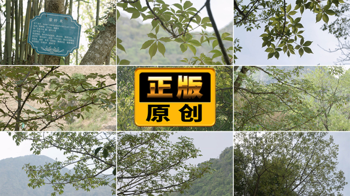 掌叶木落叶乔木鸭掌木灌木森林保护区