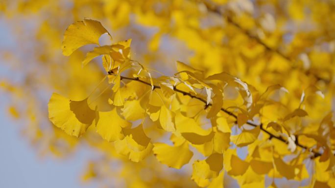 【合集】银杏 长兴八都芥景区