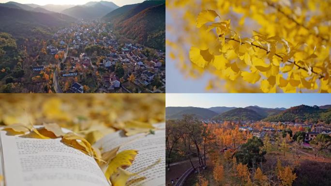 【合集】银杏 长兴八都芥景区