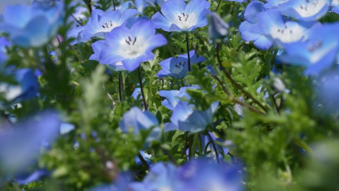 倾斜4K视频的“Nemophila”，一个小蓝色的花。