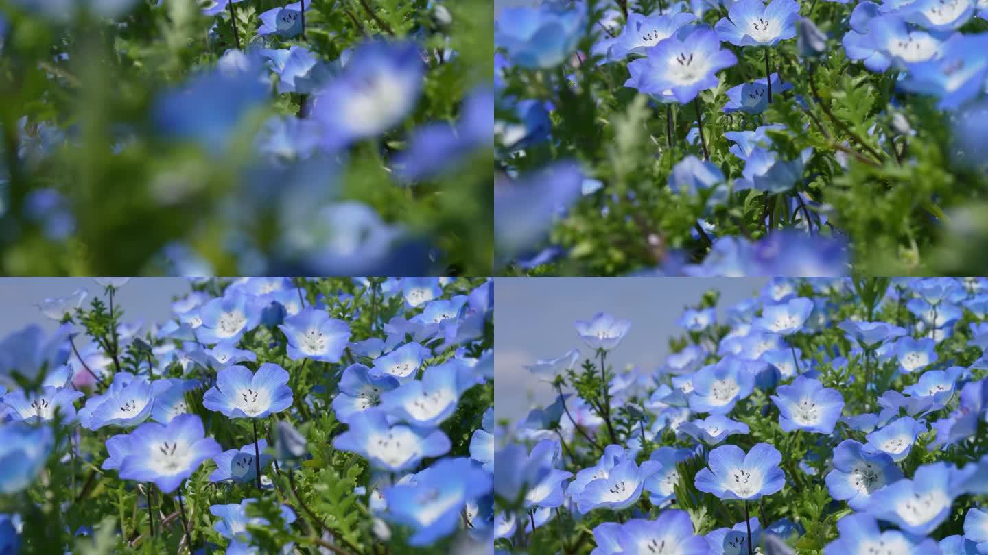 倾斜4K视频的“Nemophila”，一个小蓝色的花。