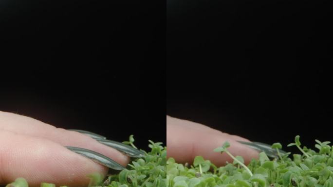 垂直视频。一个女人的手抚摸着奇亚籽的小芽。多莉滑块极端特写。