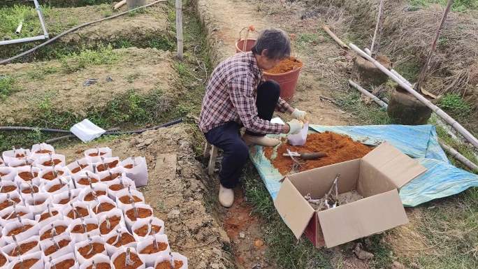 苗圃基地 城市绿化 苗木追肥施肥苗圃培育