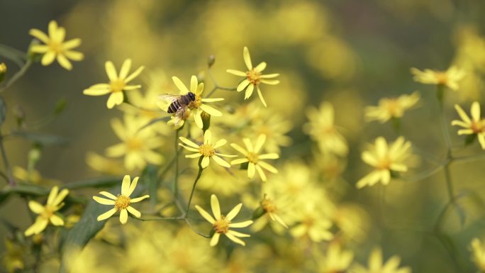 春日小黄花蜜蜂采蜜