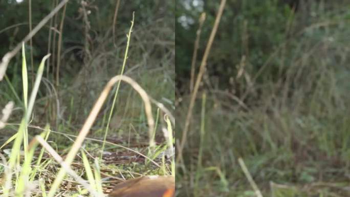 垂直视频。镜头滑过一片长满蘑菇的阳光明媚的空地上的草地。