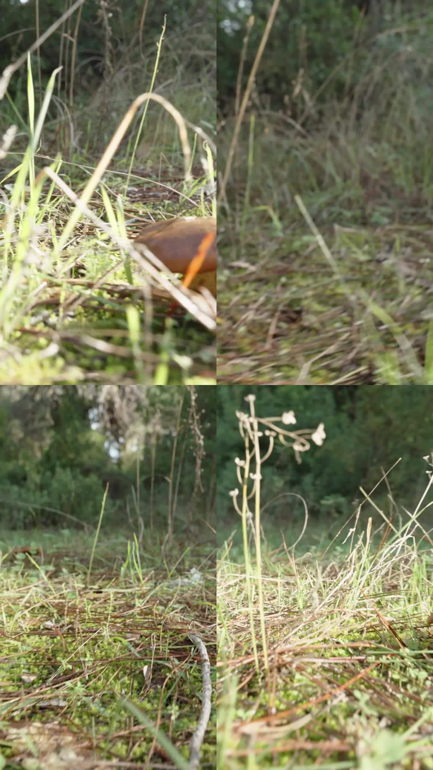 垂直视频。镜头滑过一片长满蘑菇的阳光明媚的空地上的草地。