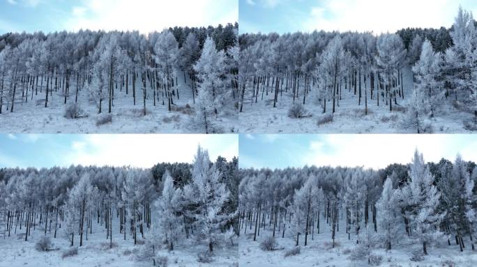 冬天雪景雪后山林
