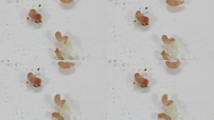 海洋鱼类寄生蠕虫(吸虫)的显微镜研究。