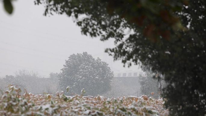 高清雪景大雪纷飞