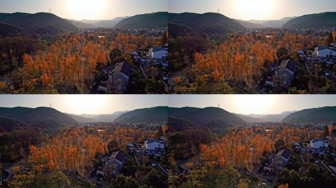 山村秋色 长兴八都芥景区