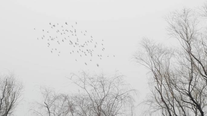 一群麻雀在天上飞