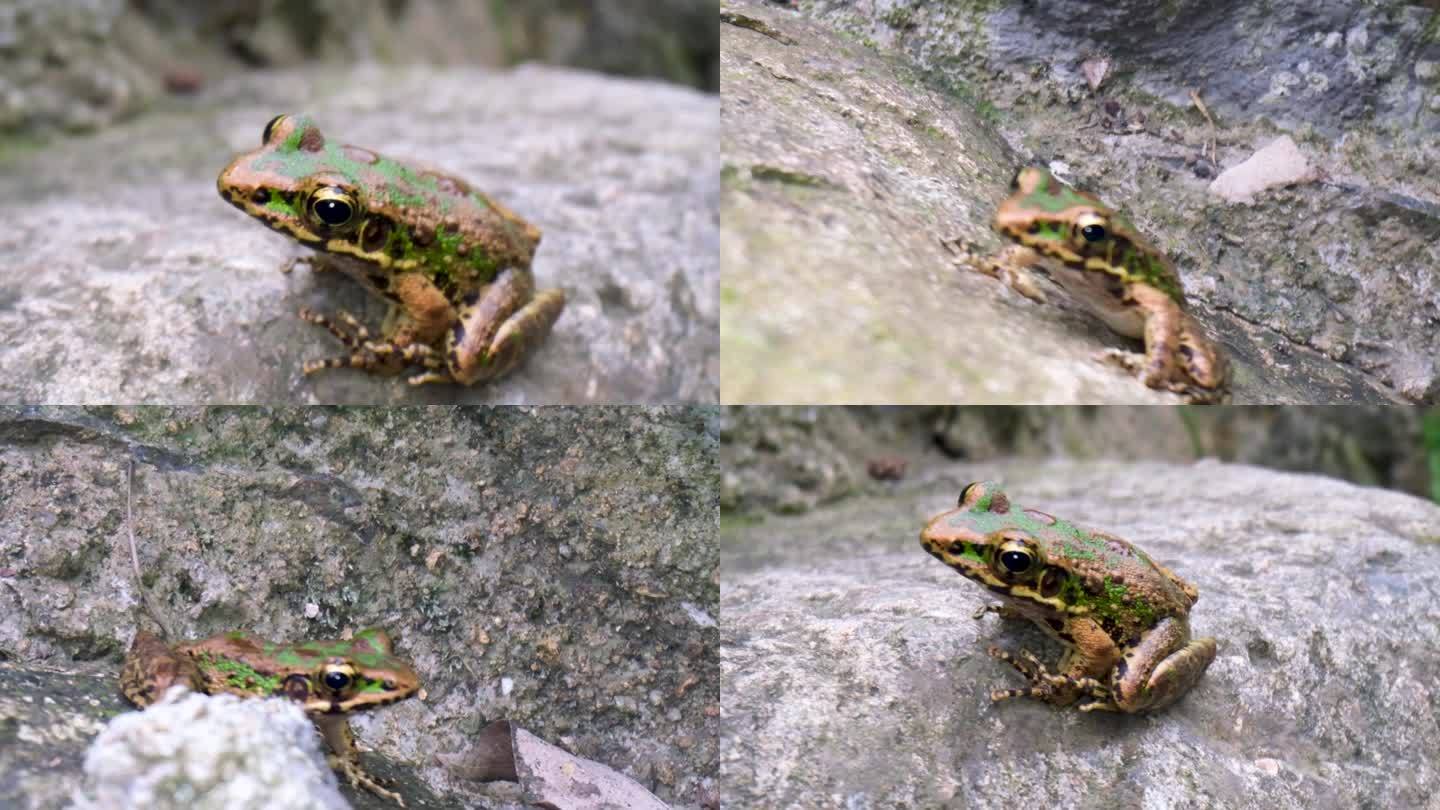 农村野外郊区山区青蛙牛蛙树蛙特写素材