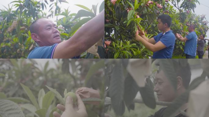 种植业橄榄采摘农村农户农民 乡村振兴