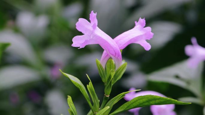 板蓝 草本植物 中草药