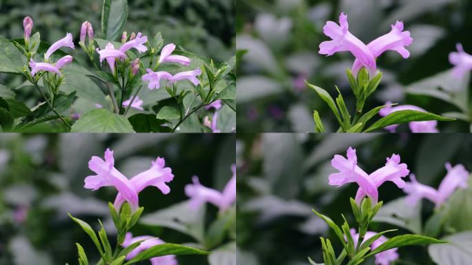 板蓝 草本植物 中草药