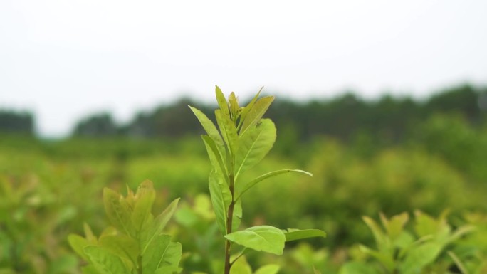 近距离观察正在发芽的绿色马黛茶植物。气候变化概念。环境气候变化绿色站可持续绿色森林生物多样性。圣诞老