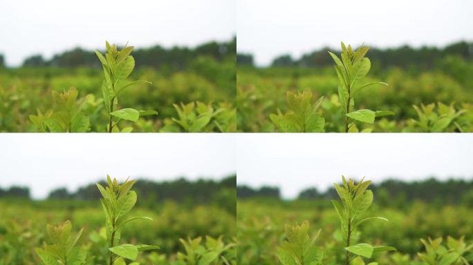 近距离观察正在发芽的绿色马黛茶植物。气候变化概念。环境气候变化绿色站可持续绿色森林生物多样性。圣诞老