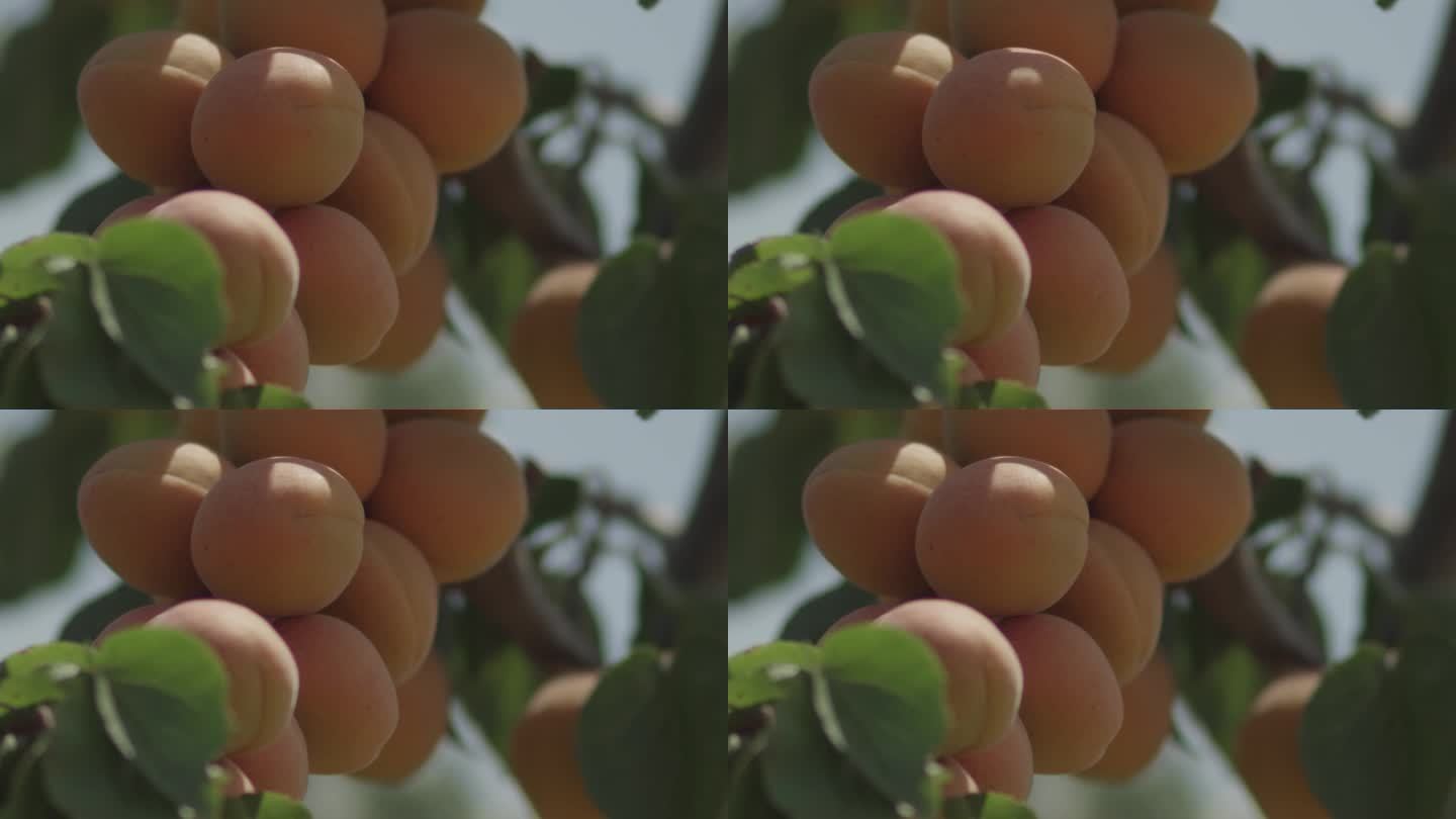 成熟的杏 杏树 杏 水果 种植