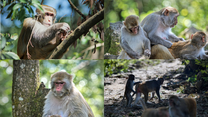 猴子嬉闹森林动物生物多样性