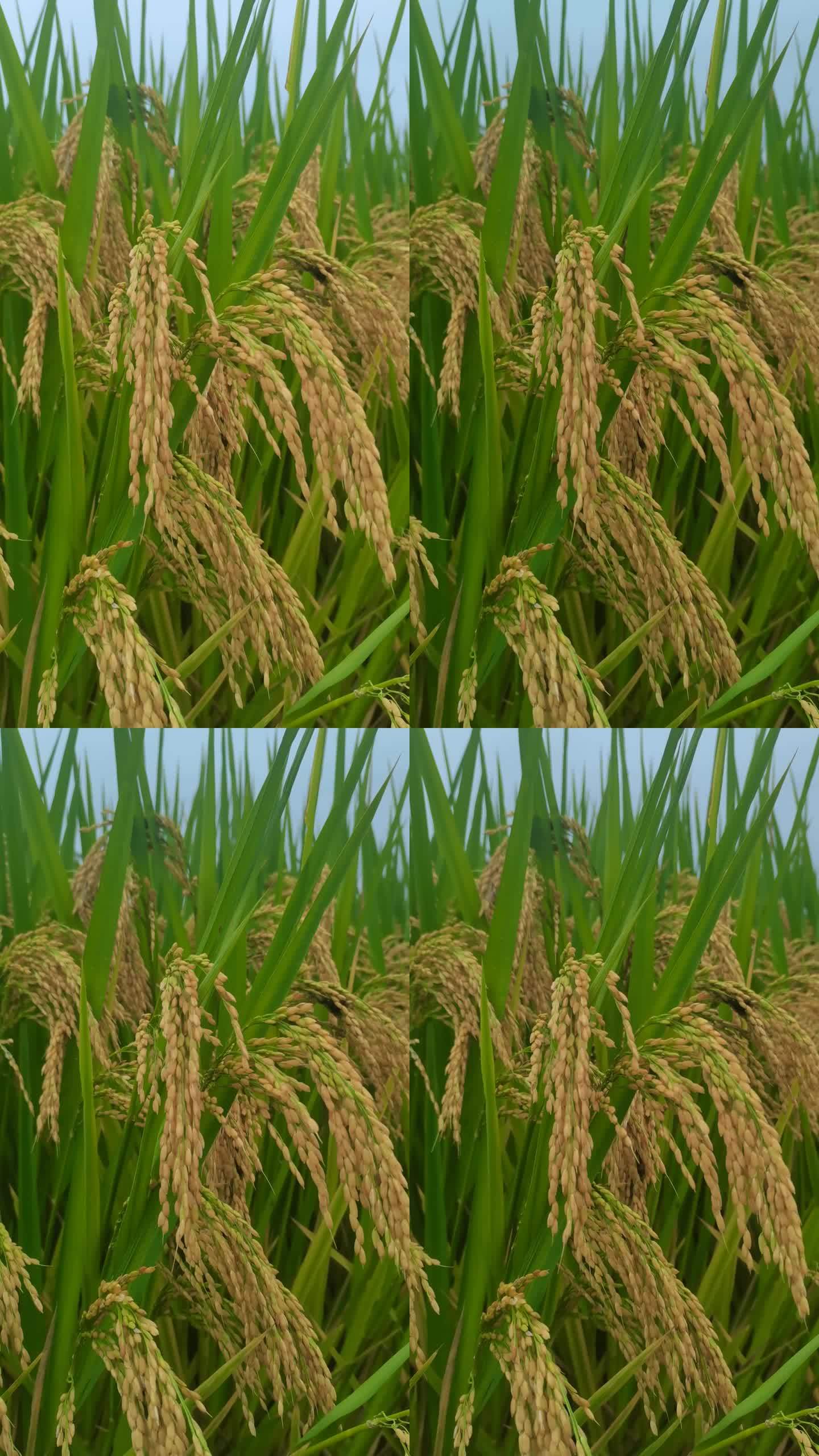 稻谷水稻