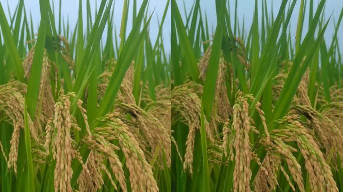 稻谷水稻