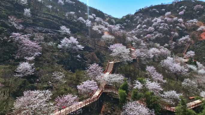 毛铺樱花