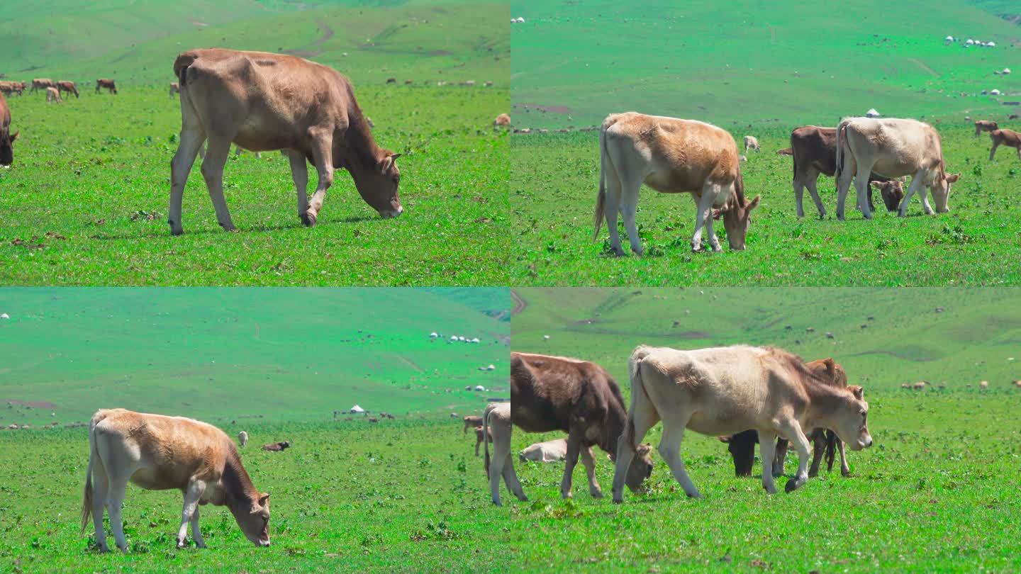 草原上吃草的牛群