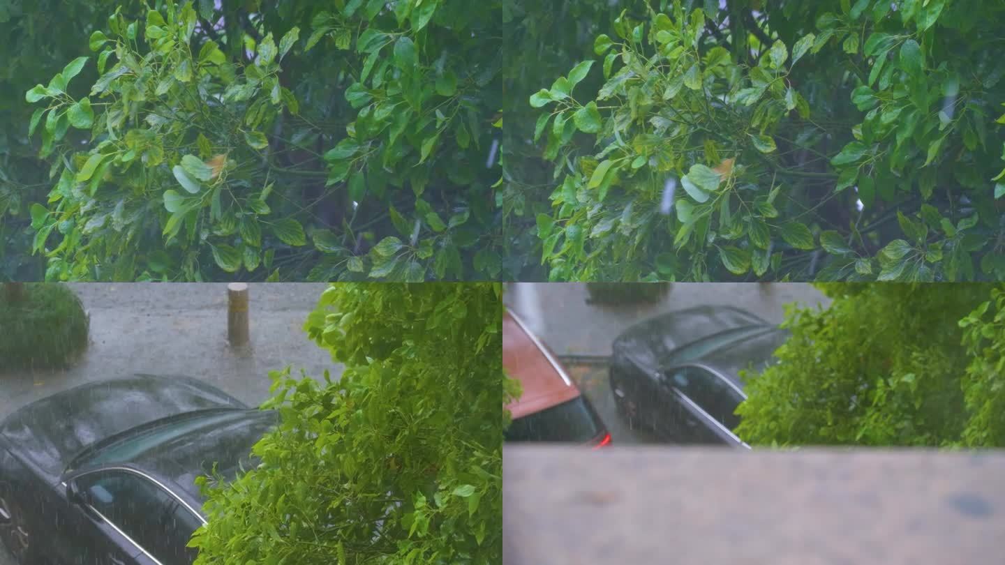城市下暴雨倾盆大雨下雨天雨水雨滴植物树叶