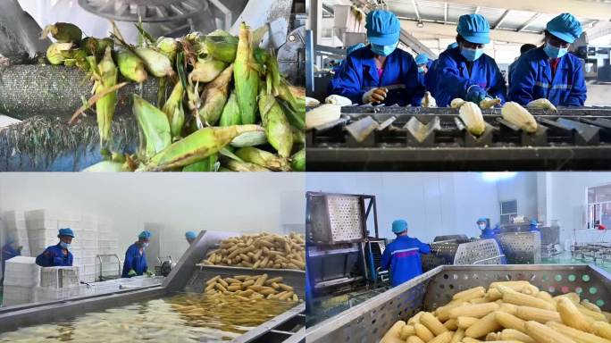 农村微工厂 鲜食玉米加工生产线