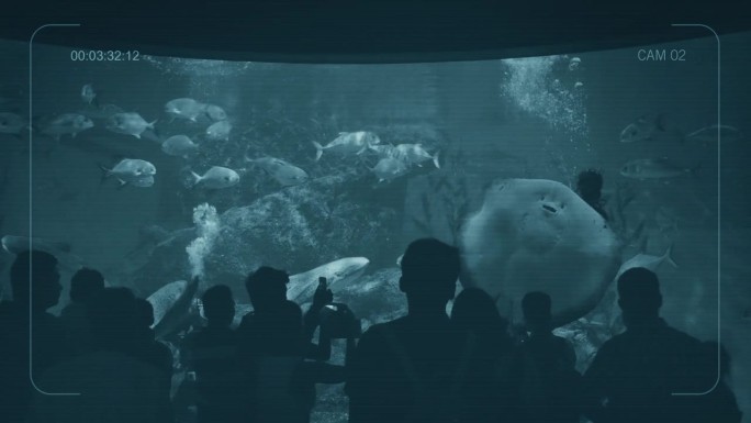 水族馆的闭路电视画面