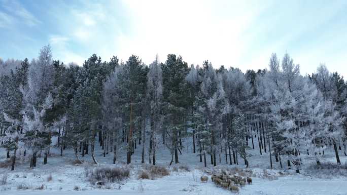 雪后山林混交林
