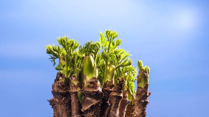 山野菜 刺嫩芽 反季蔬菜 生长