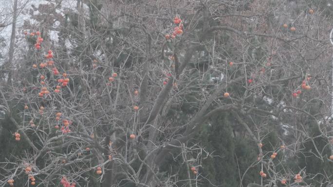 航拍威海里口山王家疃村冬季柿子树