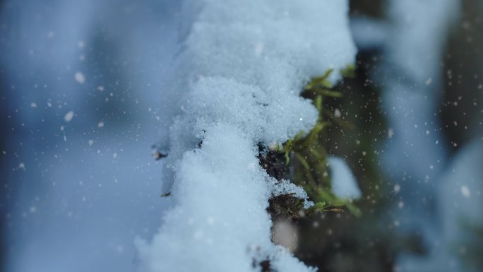 下雪特写 雪景小景 唯美雪景